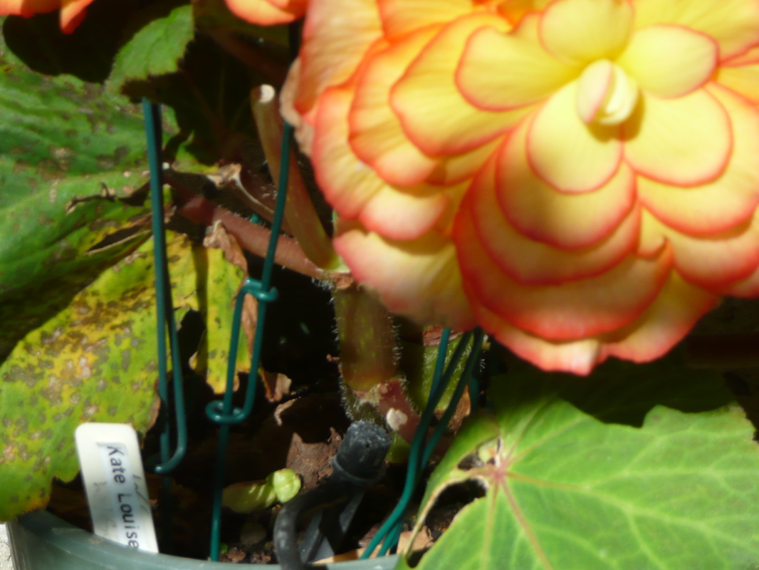 B. ‘Kate Louise’